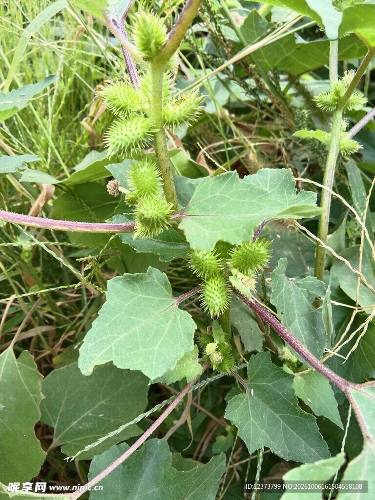 野生苍耳植株近景