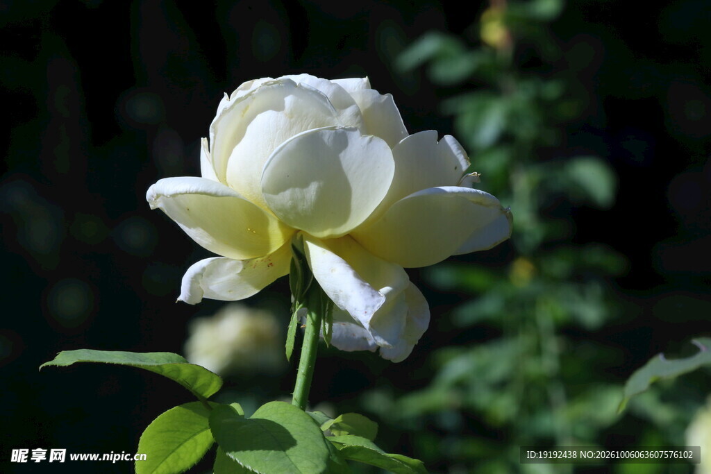 月季花  
