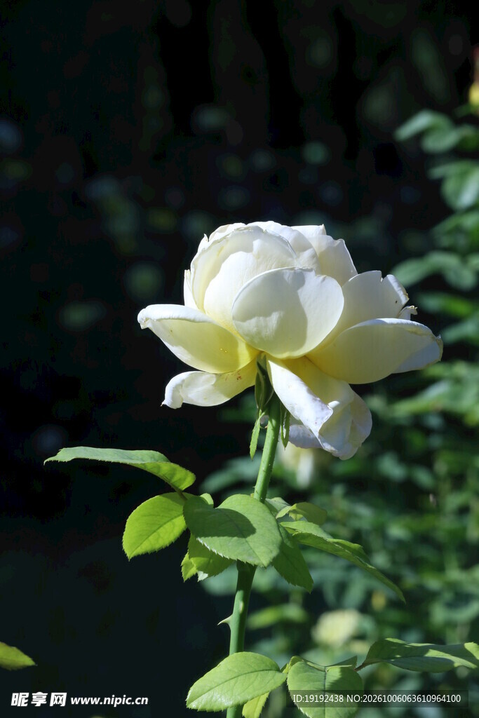 月季花