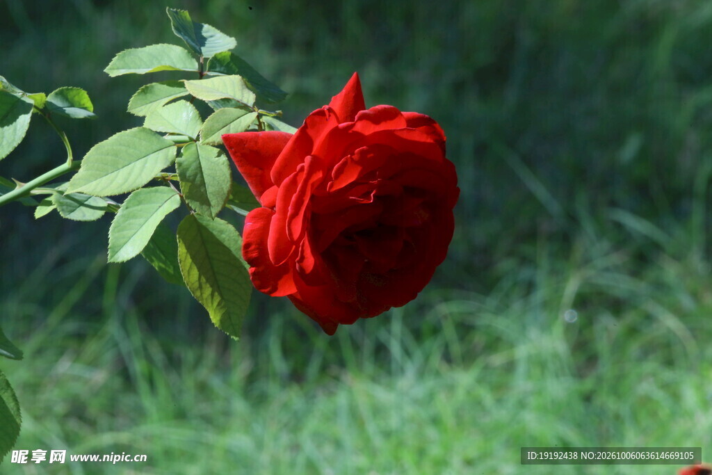 月季花