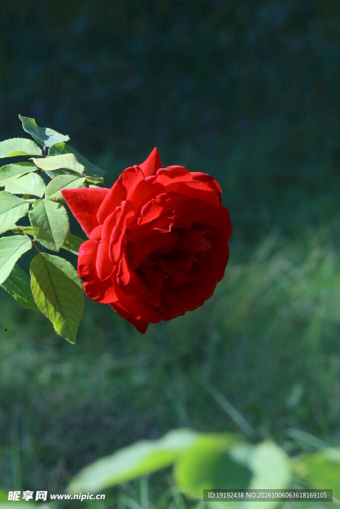 月季花 