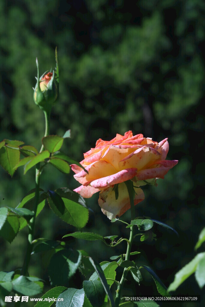 月季花 