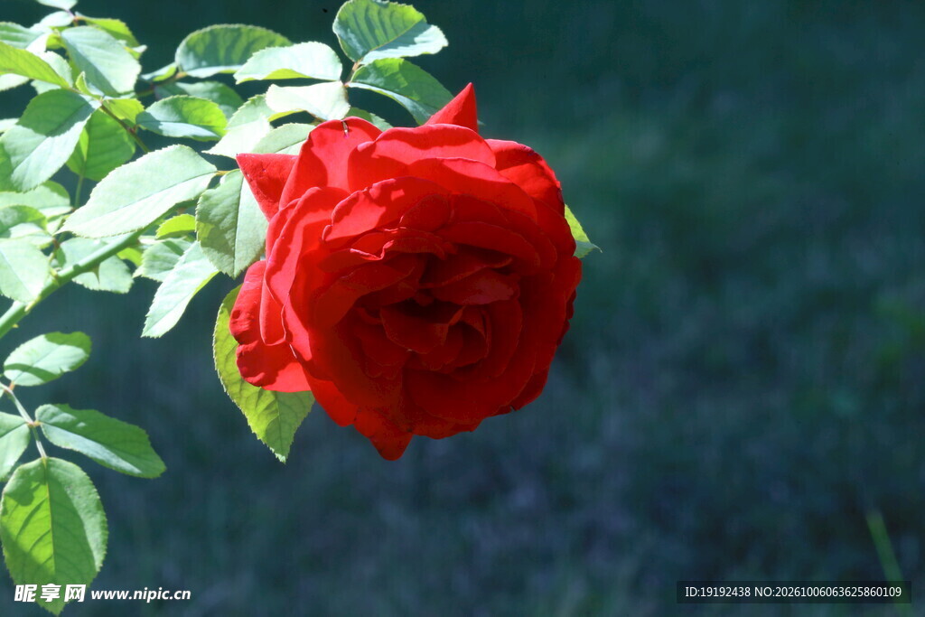 月季花  