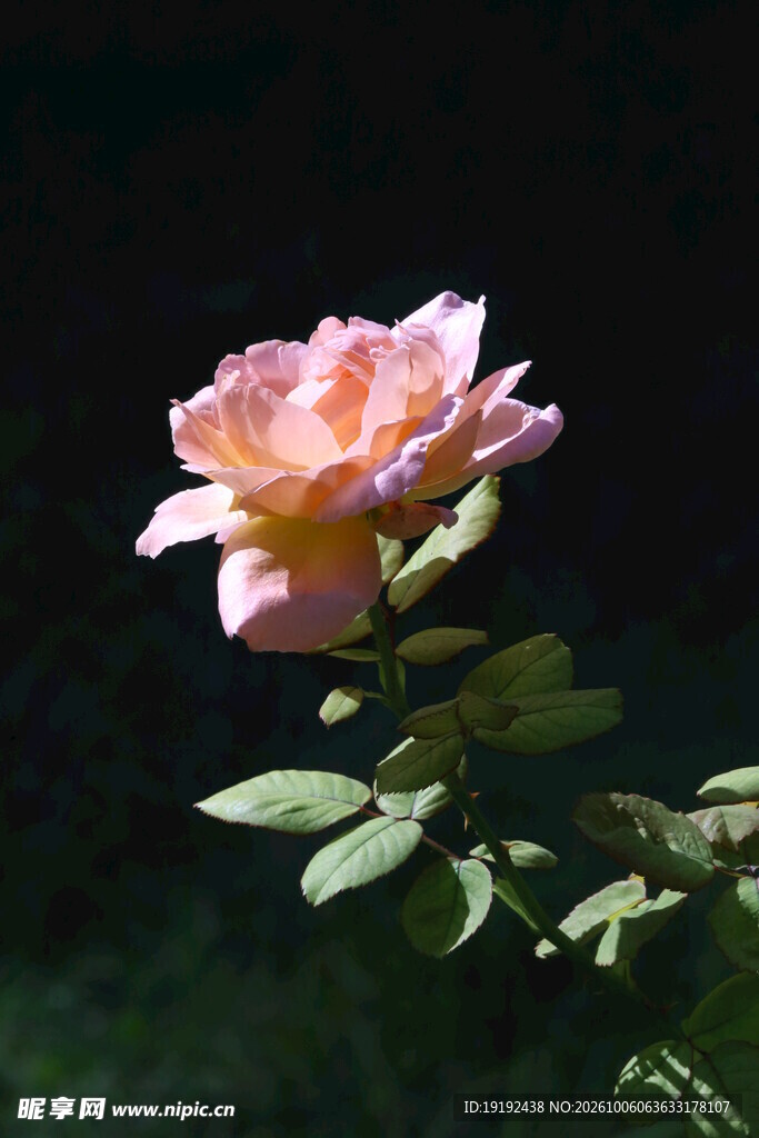 月季花 