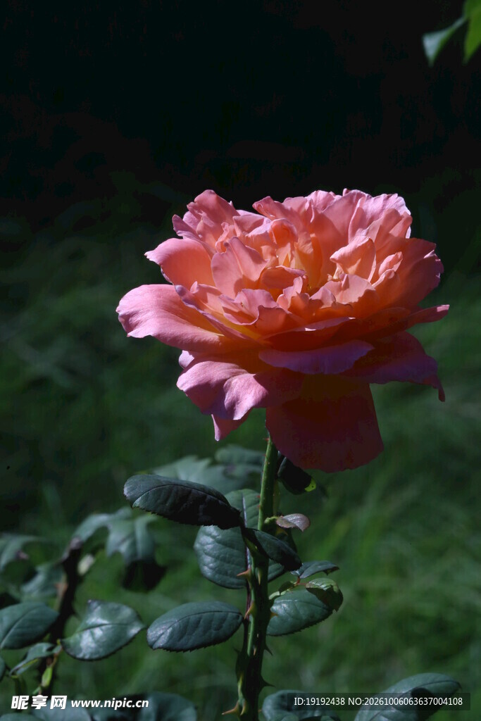 月季花