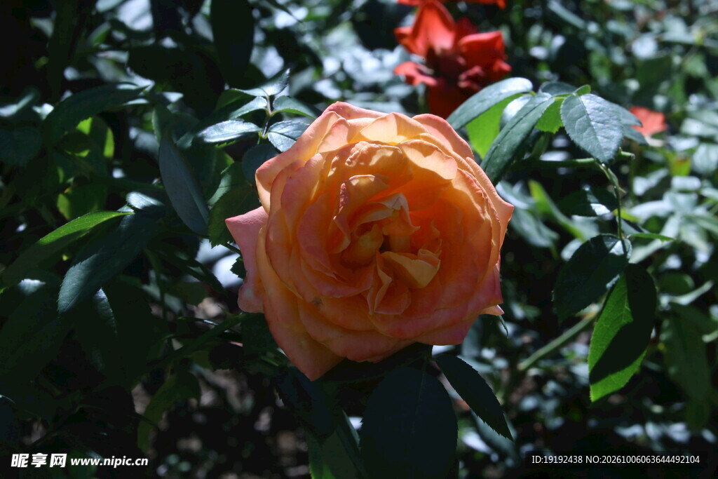 月季花  