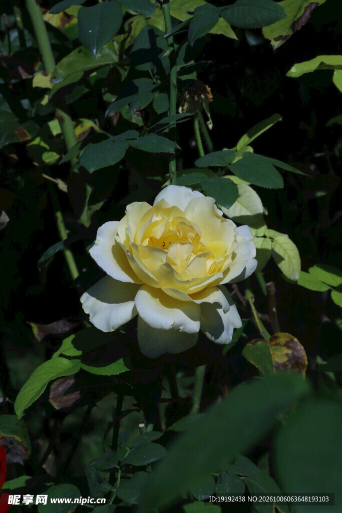 月季花  
