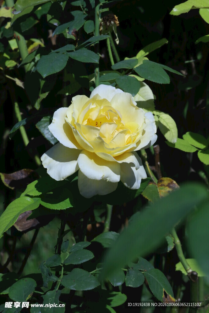 月季花 