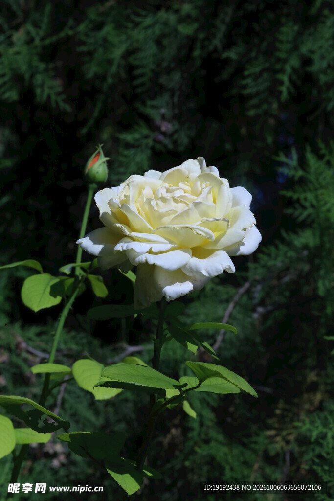 月季花 