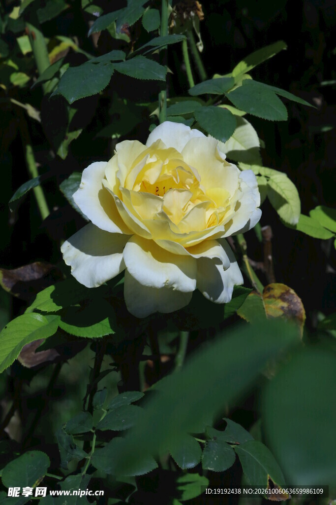 月季花 
