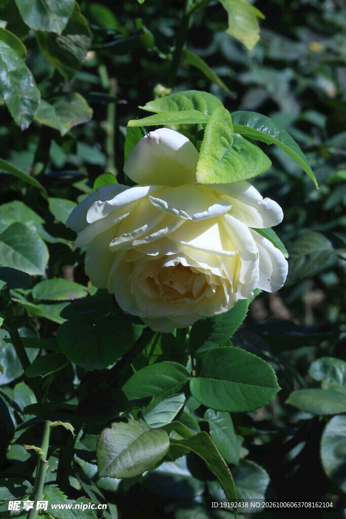 月季花  