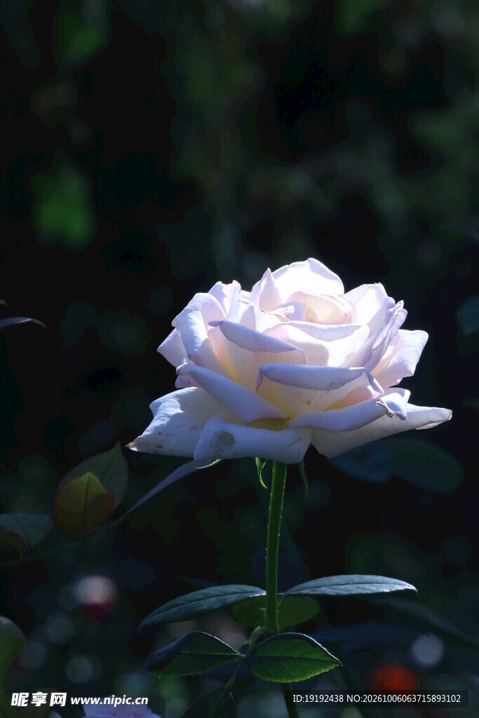 月季花  