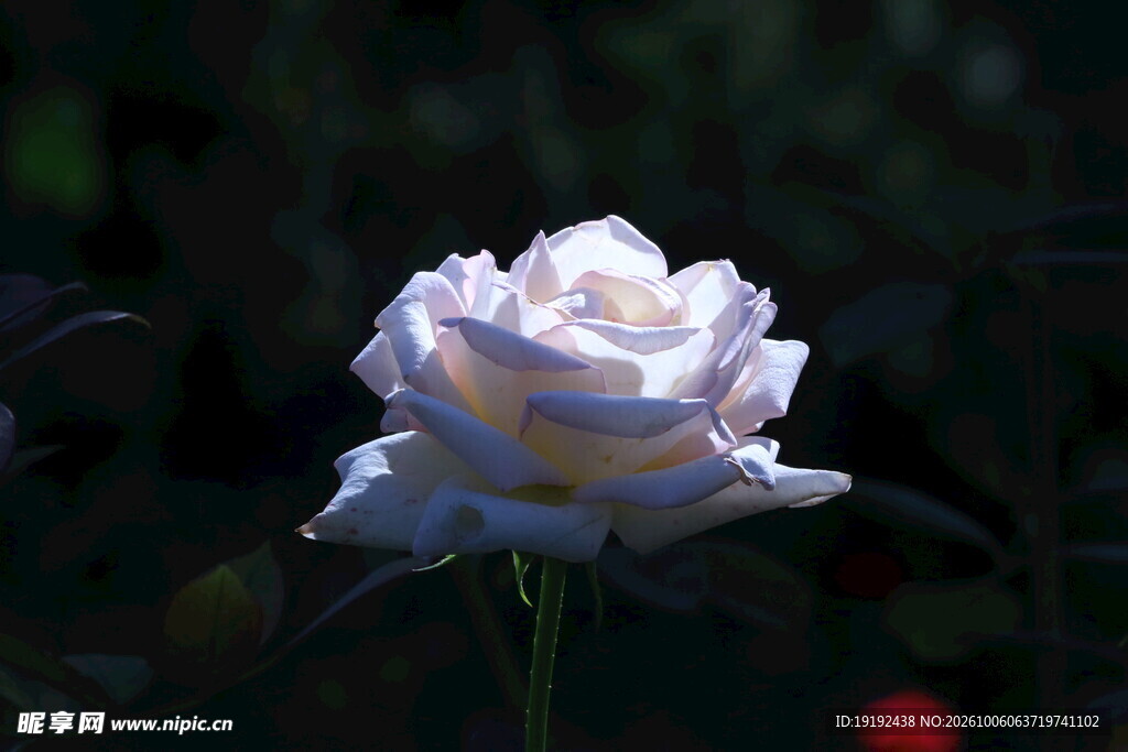 月季花 