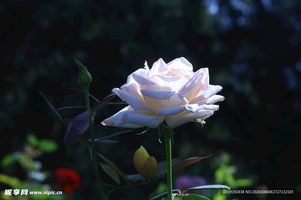 月季花 