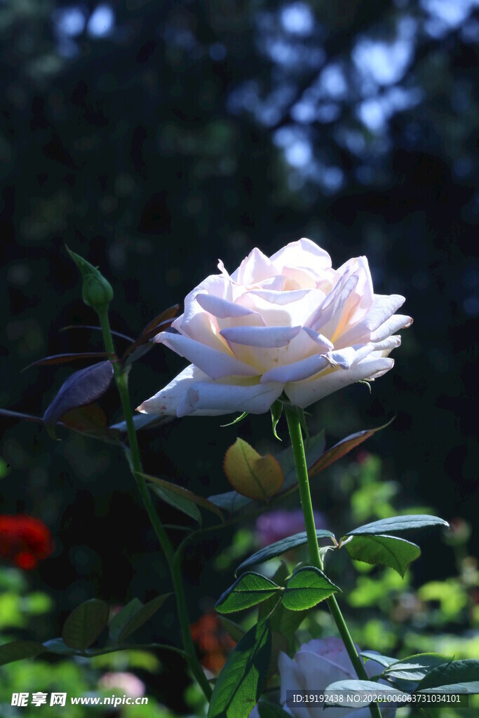 月季花 