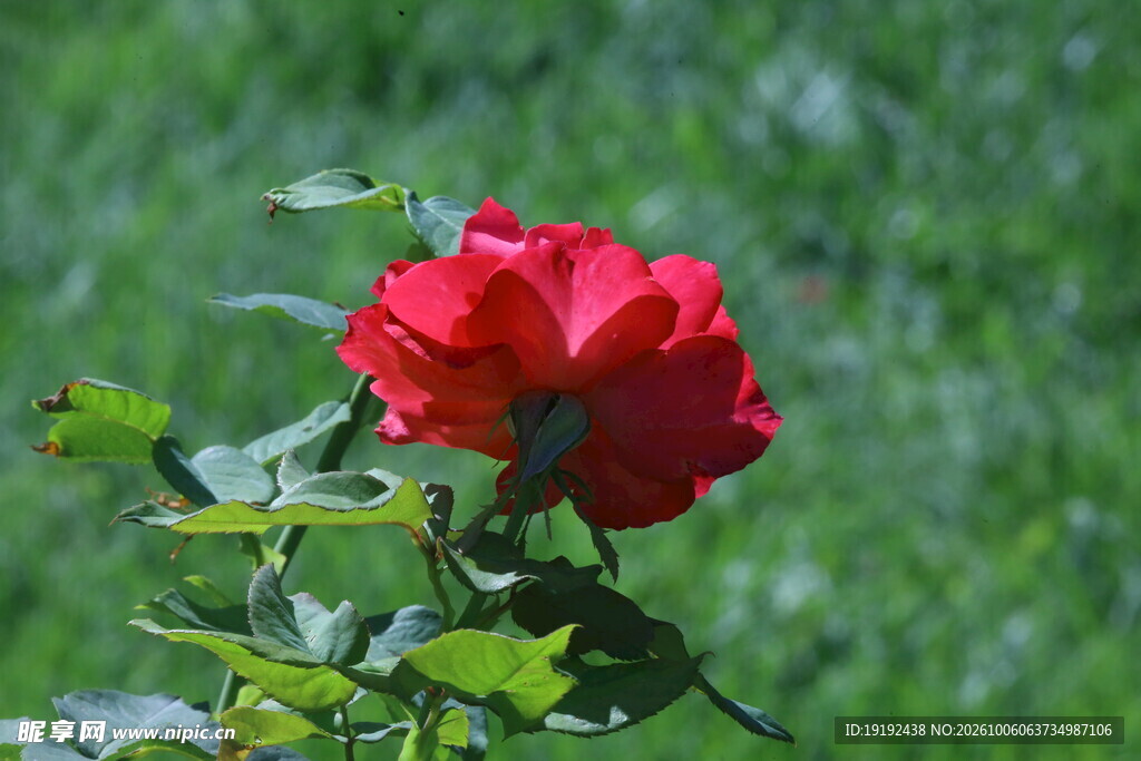 月季花 