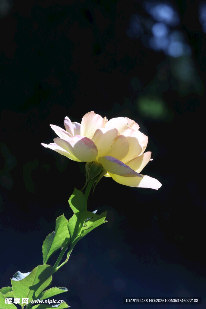 月季花  