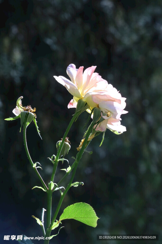 月季花  