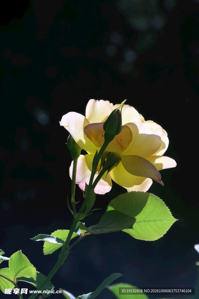 月季花  