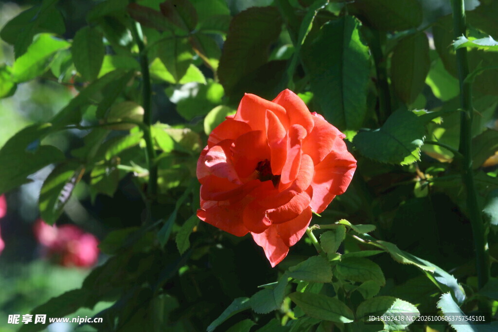月季花 