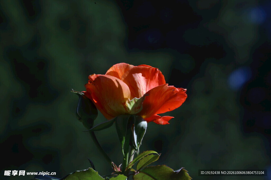 月季花 