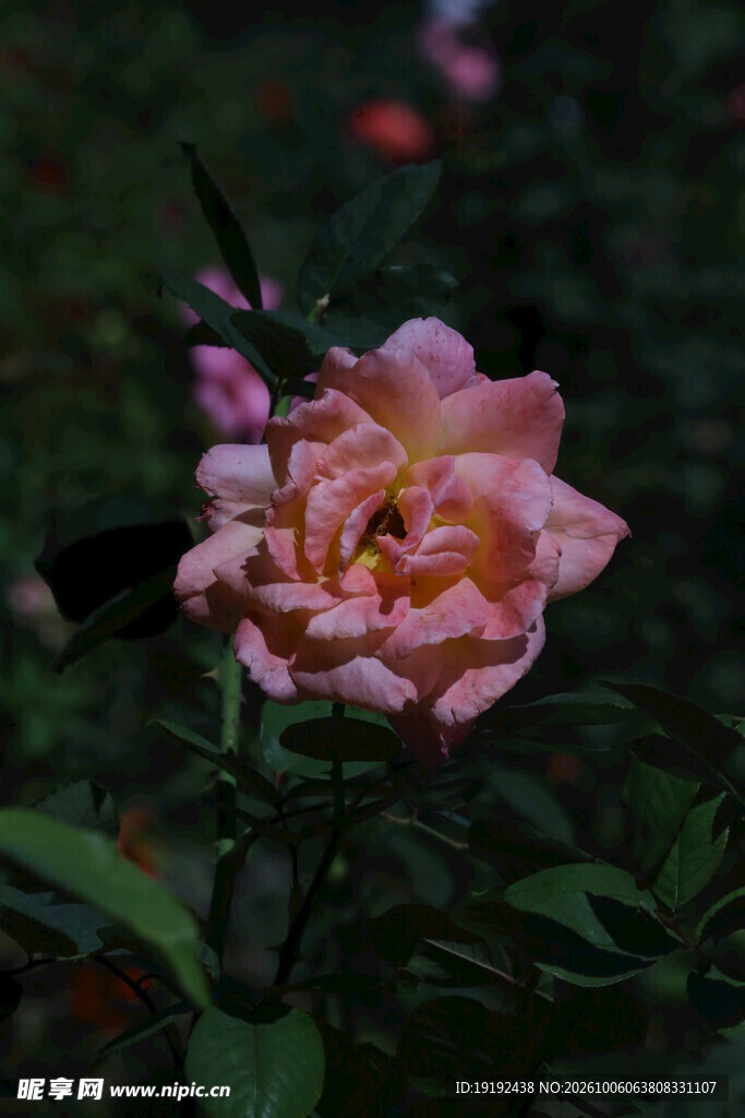 月季花 