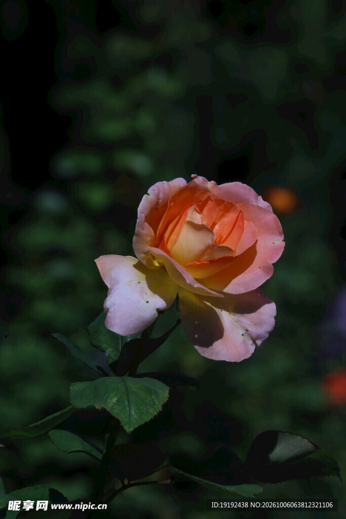 月季花  