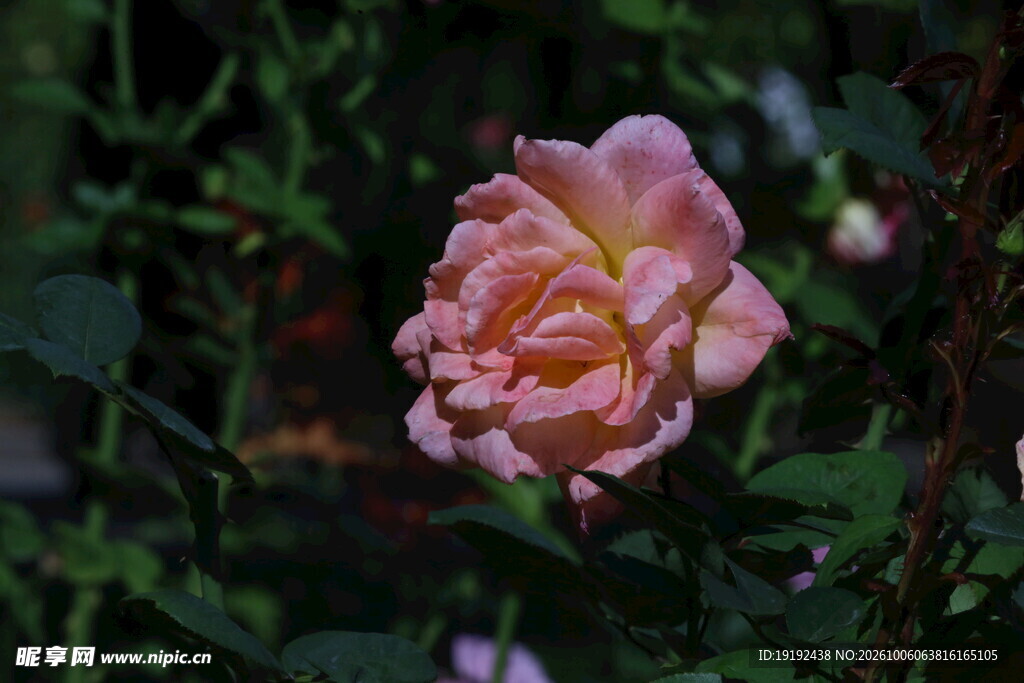 月季花 