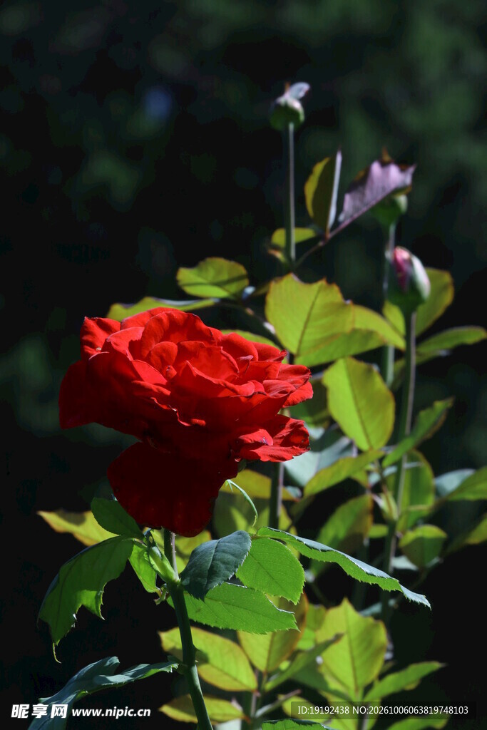 月季花 