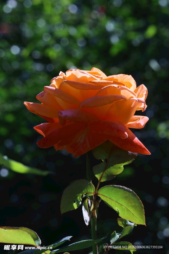 月季花  