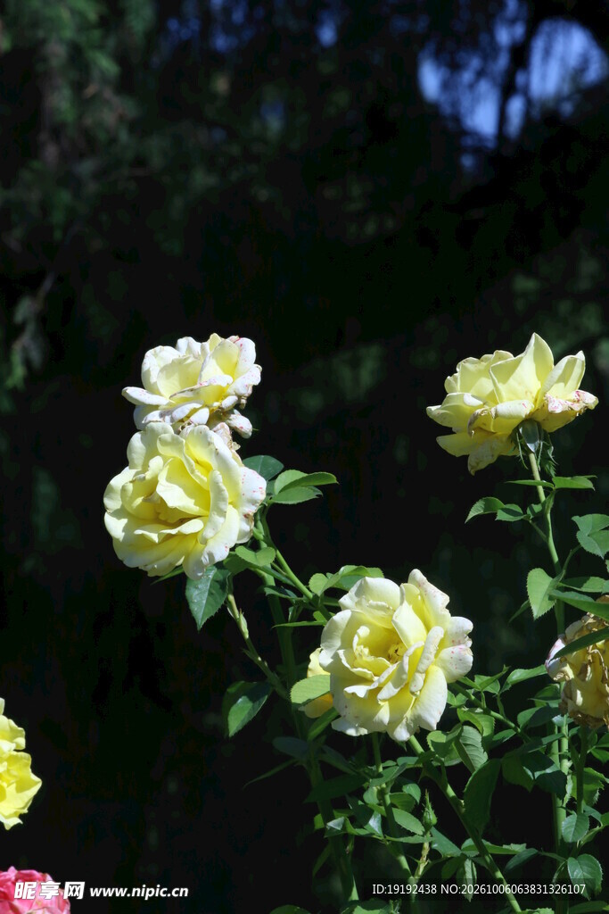 月季花  