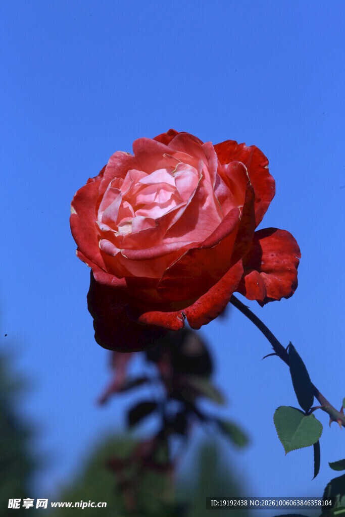 月季花 