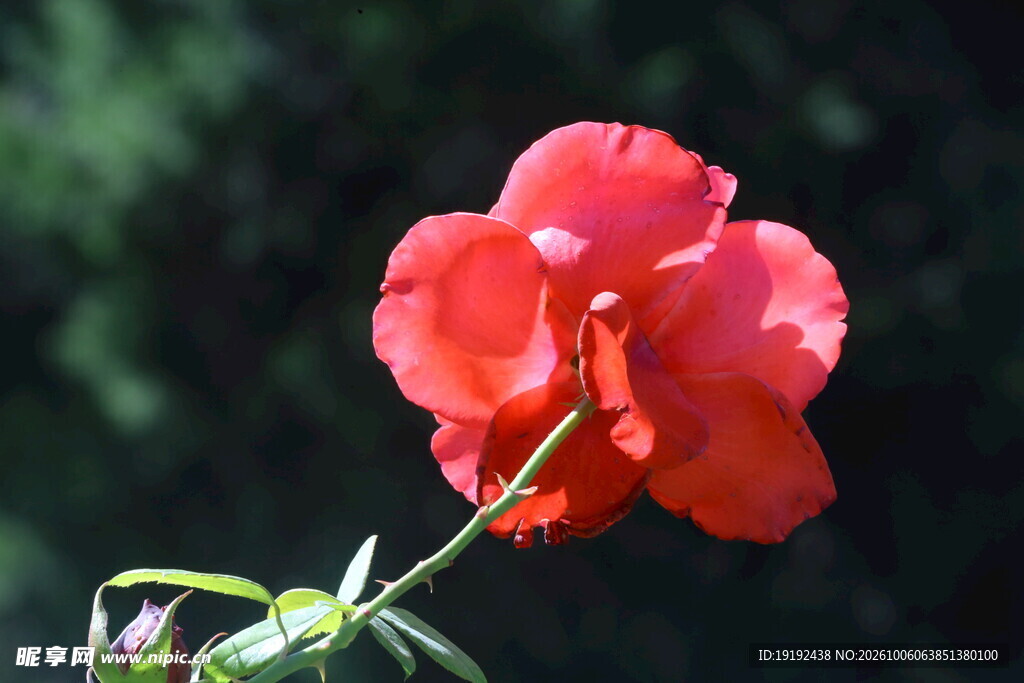 月季花  