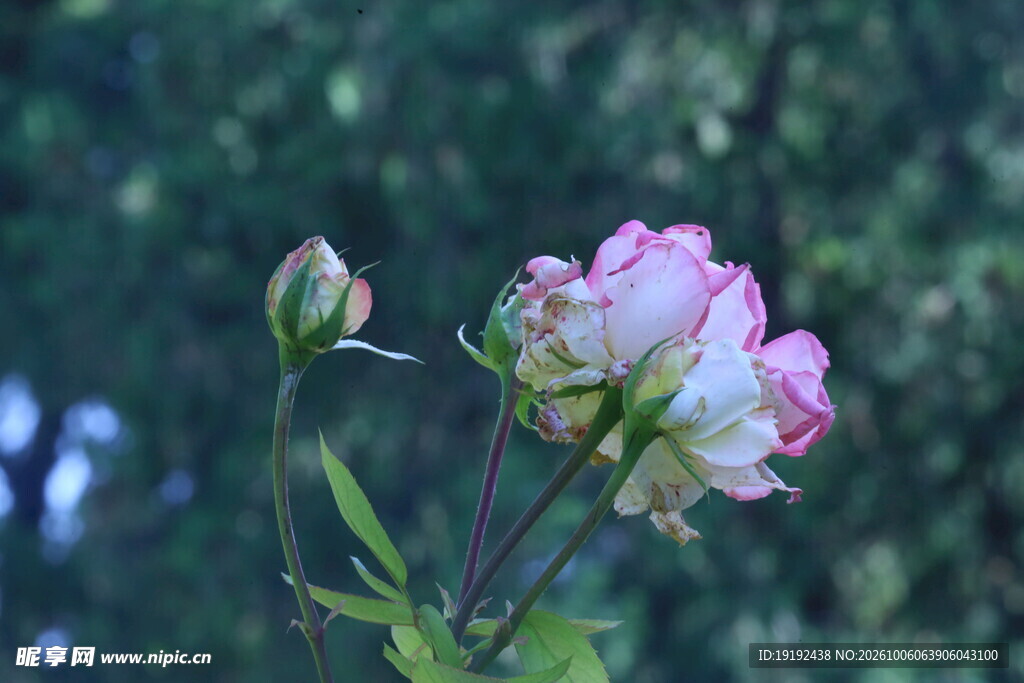 月季花  
