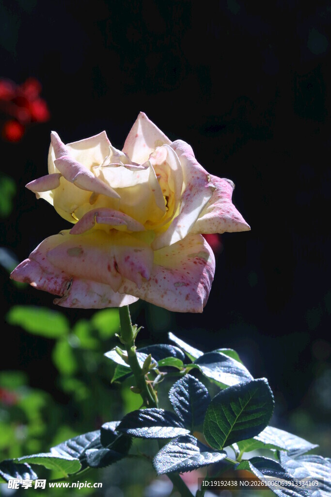 月季花 