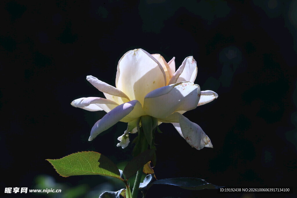 月季花 