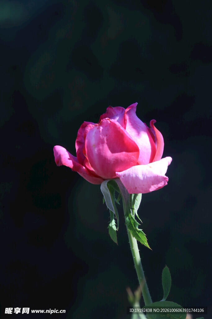 月季花  