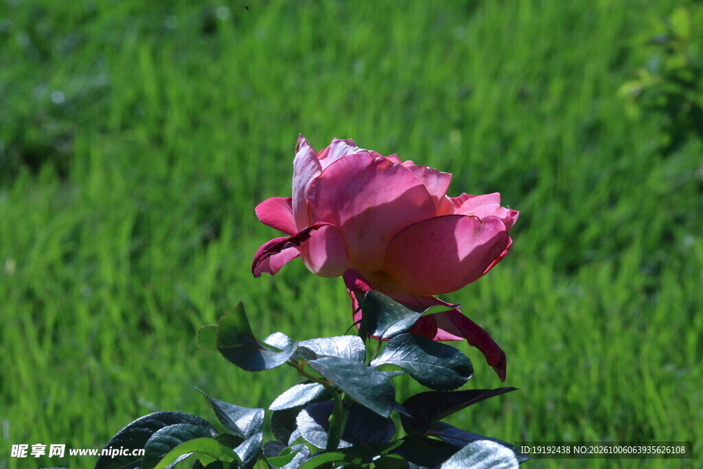 月季花  