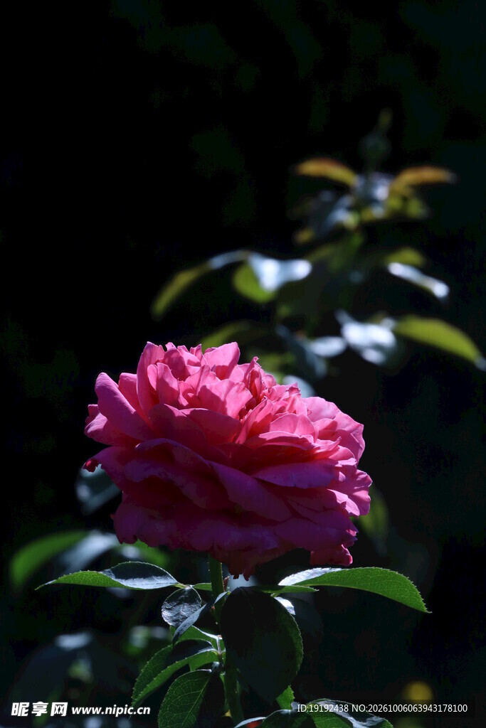 月季花 
