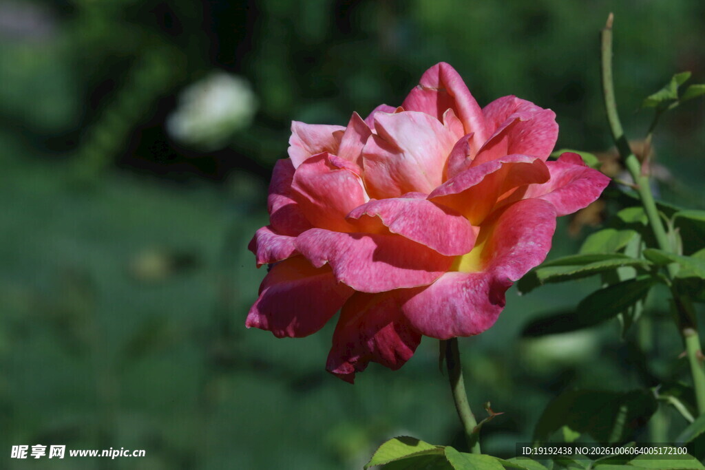 月季花 