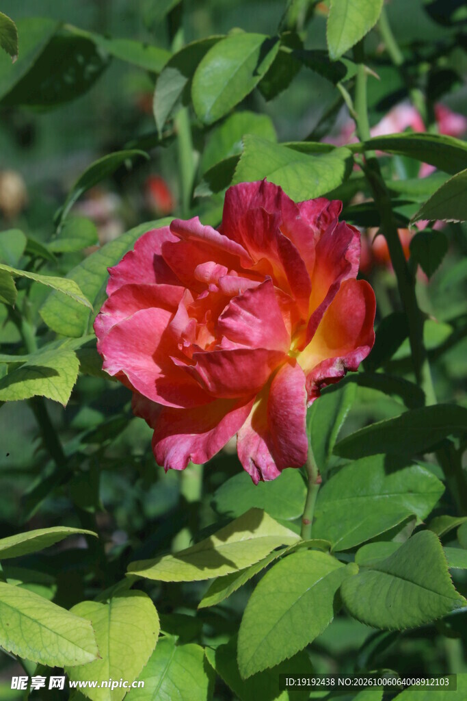 月季花 