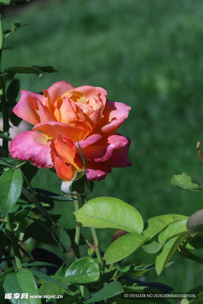 月季花 