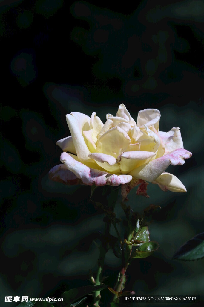月季花  