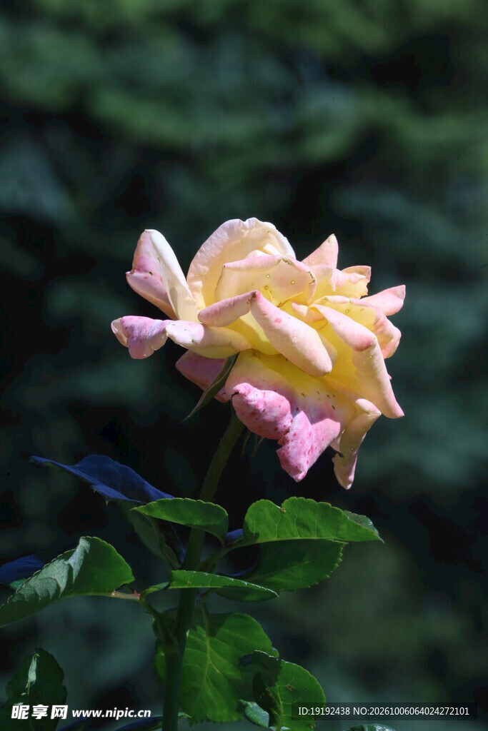 月季花  