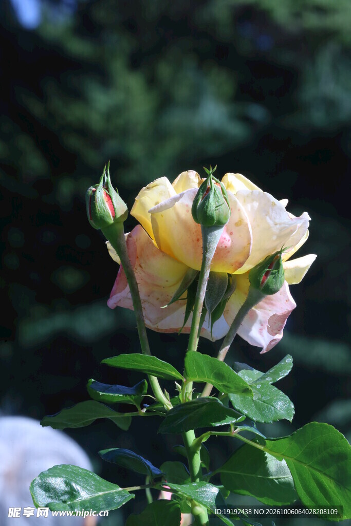 月季花  