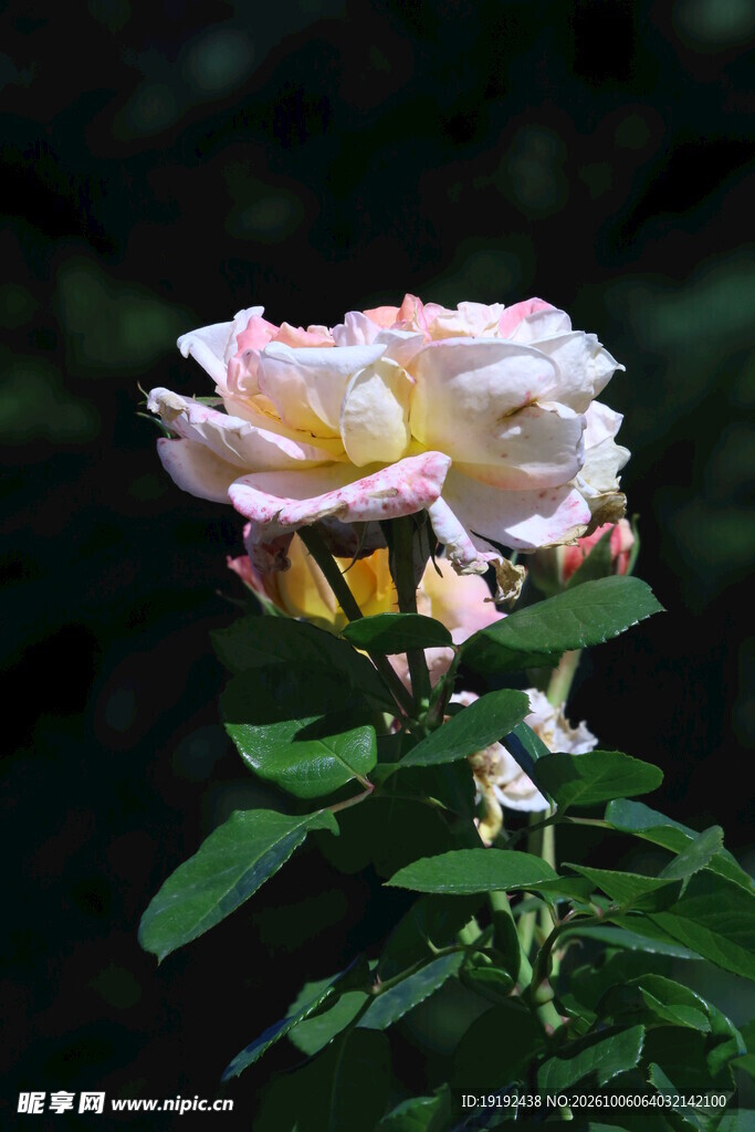 月季花 