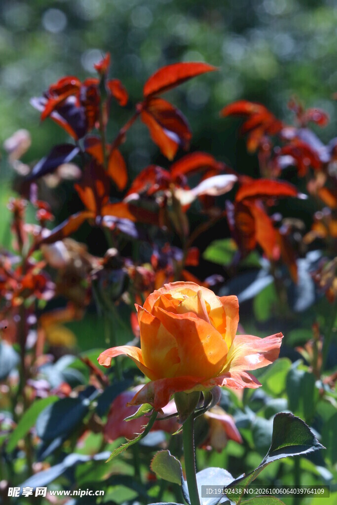 月季花  