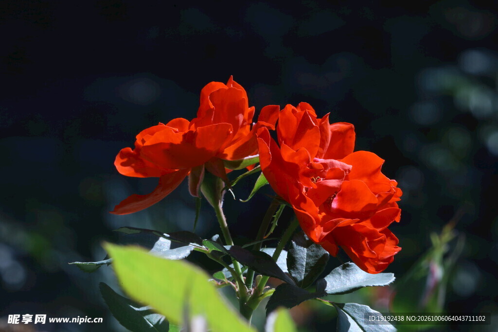 月季花 