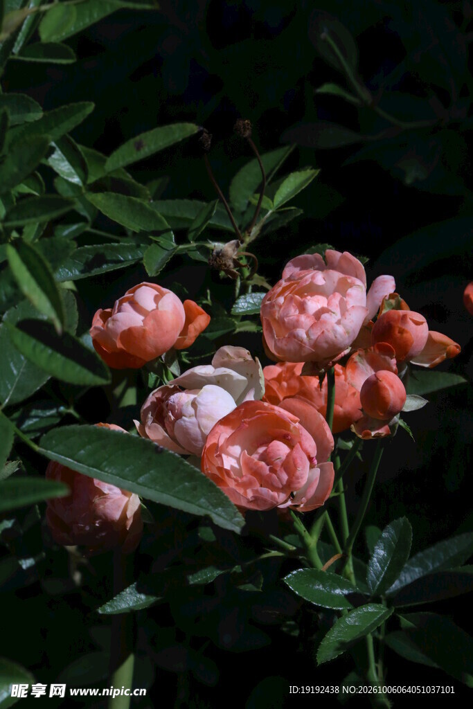 月季花  