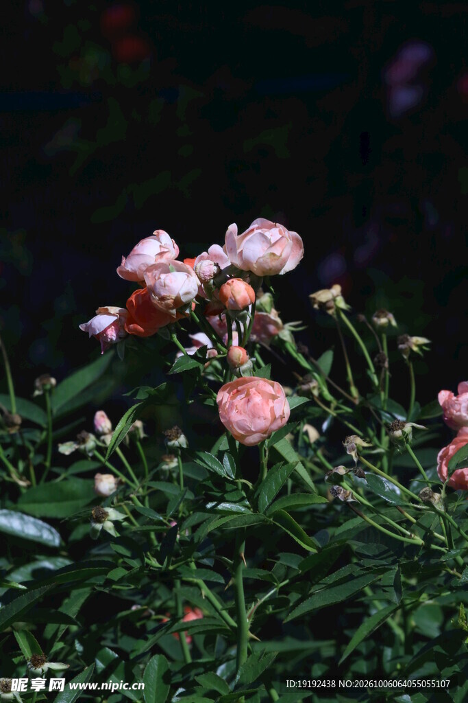 月季花  